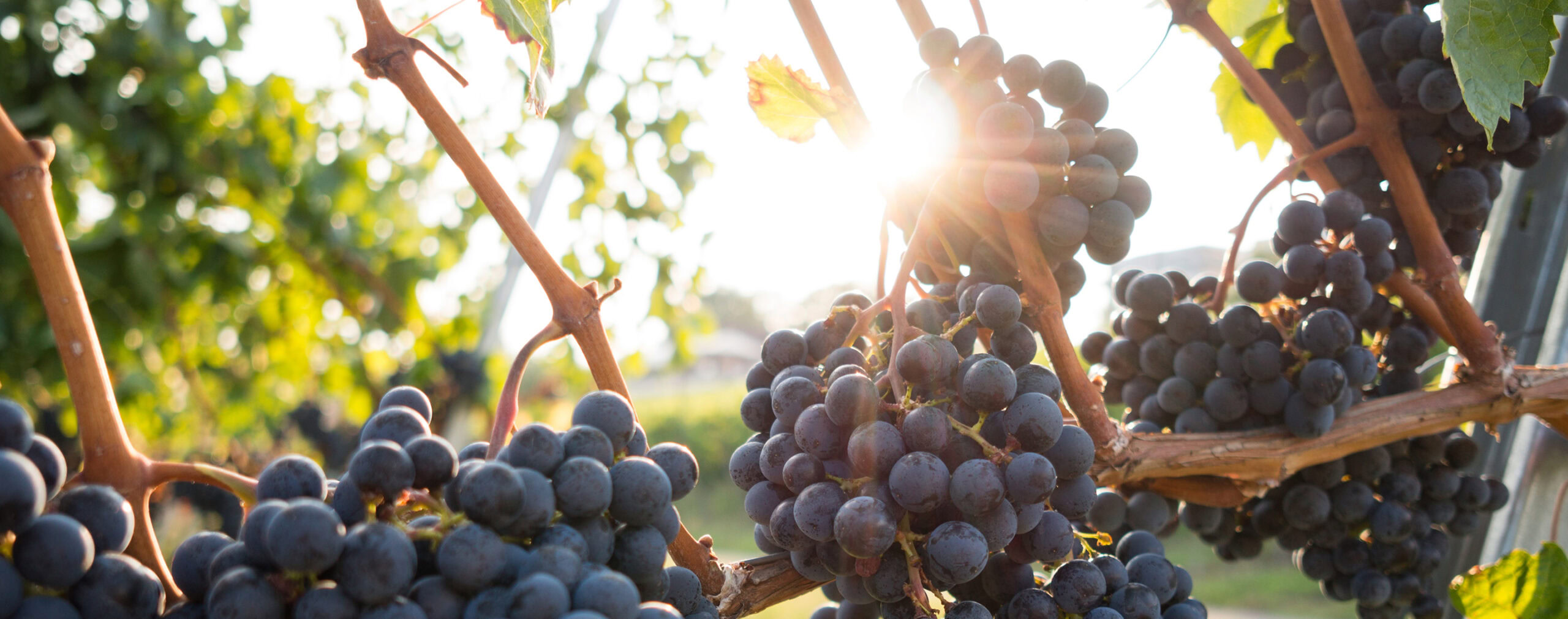 contact divider banner scaled